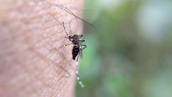 Día Mundial del Mosquito: ¿a quién pican más y cómo protegerse?