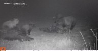 FWP gives 'bear aware' guidance after recent encounter