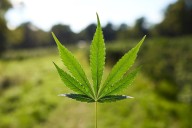 Proyecto que busca regular el cannabis de uso adulto en Colombia fue aprobado en primer debate