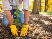 Branching out: Avon seeks high school student to join Tree Commission