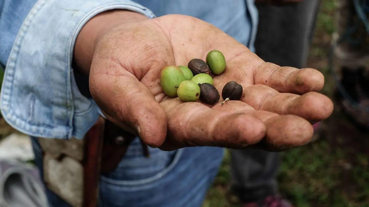 Productores de café orgánico de Buenavista del Monte buscan apoyo en Cuernavaca