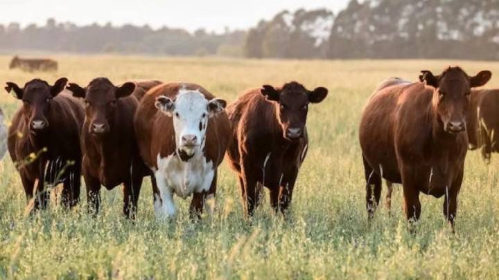 La Sociedad Rural de Neuquén pidió declarar la emergencia ganadera: “No hay campo que aguante la carga”