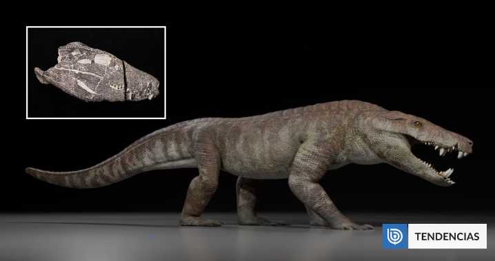 Descubren a uno de los mayores depredadores de la Patagonia, el Kostensuchus atrox: cazaba dinosaurios