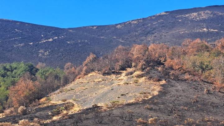 Expertos de la Universidad de León destacan la importancia de evaluar la intensidad o severidad de los incendios para planificar la regeneración forestal