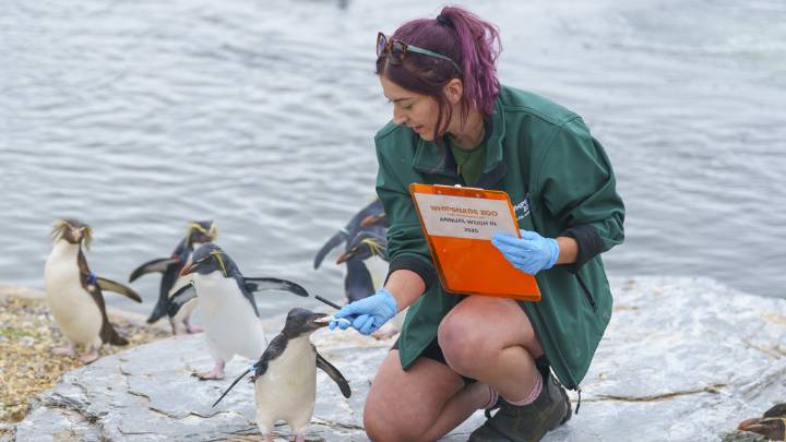 Whipsnade Zoo's animals large and small get annual weigh