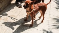 'En cajas, costales y amarrados a postes': el desgarrador panorama abandono de mascotas en las puertas del Centro de Bienestar Animal de Cali