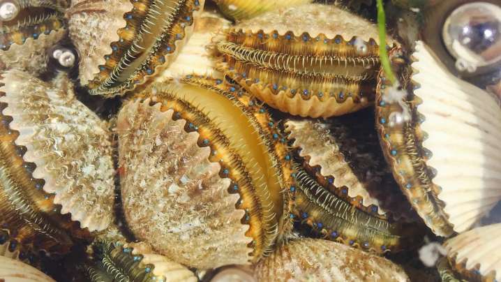 Scalloping season on pause in Pasco zone