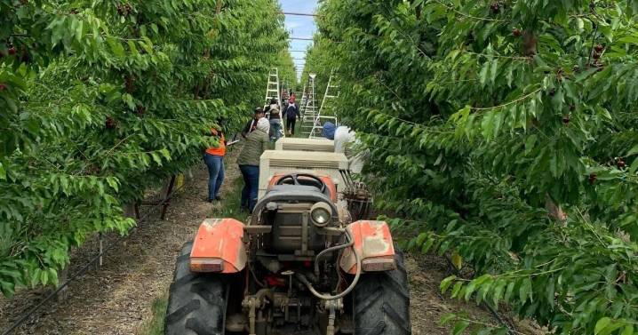 Washington apple growers face labor shortages despite record crop