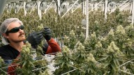 One year later, is Ohio's recreational marijuana program working?