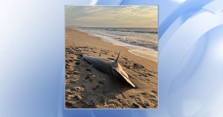 Giant hammerhead shark washes ashore in Carolina Beach :: WRAL.com