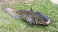 Alerta máxima de un pescador sevillano: captura en España 30 ejemplares de una de las peores especies invasoras