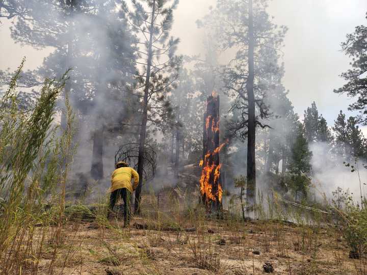Limitado acceso a San Pedro Mártir por incendio forestal, reportan avance de siniestro