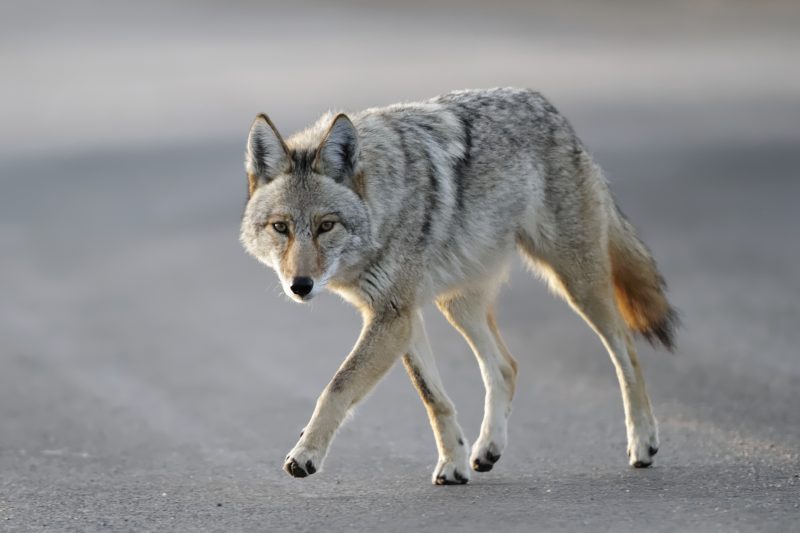 6-year-old boy attacked by coyote at crowded Southern California park