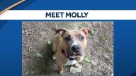Molly, a pit bull mix with a big heart, is ready to find her forever home