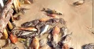 El mar expulsa peces muertos en Progreso