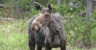 Cow moose euthanized south of Twin Falls after vehicle collision