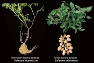 Where did the potato come from? Tomatoes, 9 million years ago, apparently.