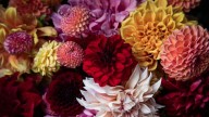 Antes de que termine el mes: las plantas que tenés que sembrar si querés tu jardín lleno de flores en verano