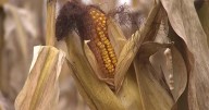 RAW: FILE: CORN FARMERS FEAR DISEASE/HEAT AMID RECORD CROP