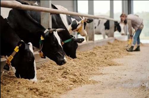 Dairy Workers Strike For Immigrant Workers Rights
