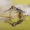 Early Addition: Get these mosquitos outta here