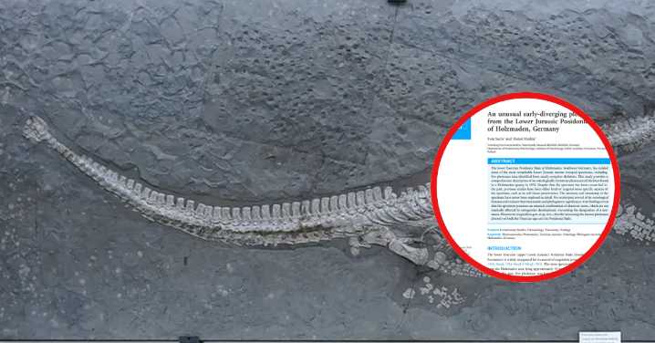 Paleontólogos descubren nuevo reptil prehistórico: Animal medía más de tres metros de largo
