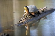 State seeks input on plan to protect rare Michigan species