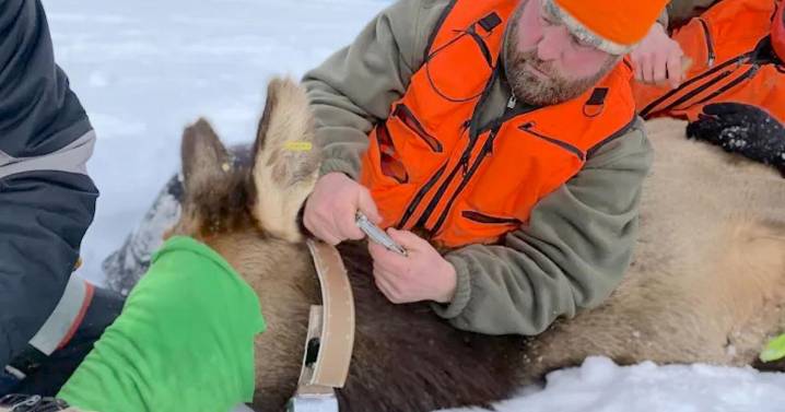 Five Wyoming elk herds have remained relatively unknown and uncounted