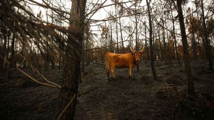 Mapa de incendios activos en Galicia: consulta cómo evolucionan todos los focos