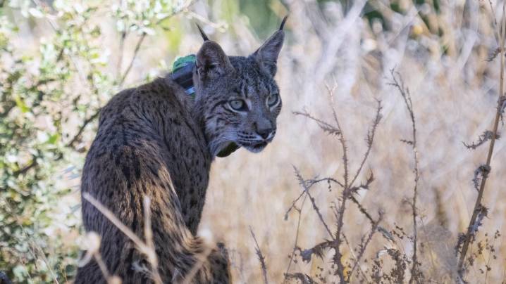 Uno de los linces ibéricos que se soltaron en febrero en la provincia de Cuenca aparece en la de Madrid
