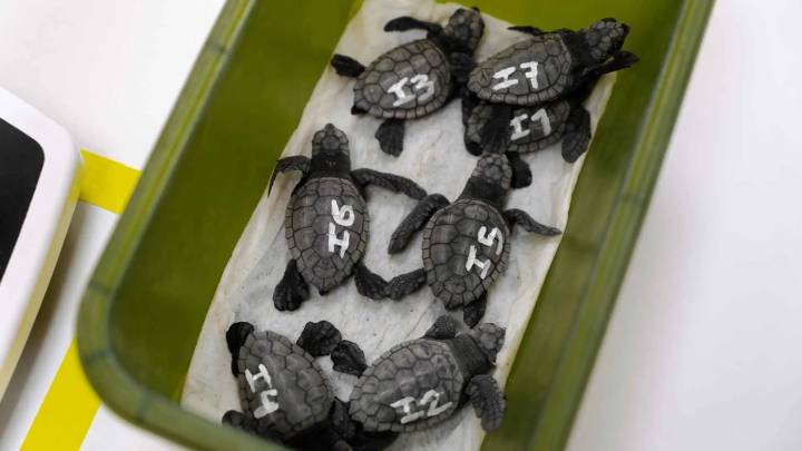 Nacen 37 ejemplares de tortuga boba en la playa de Levante de Benidorm