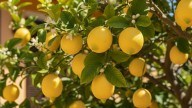 Si tu limonero crece muy lento, no te preocupes: el truco casero que lo hará brotar