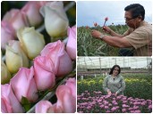 Colombia podrá exportar flores de corte de Protea Spp a Brasil a partir de febrero
