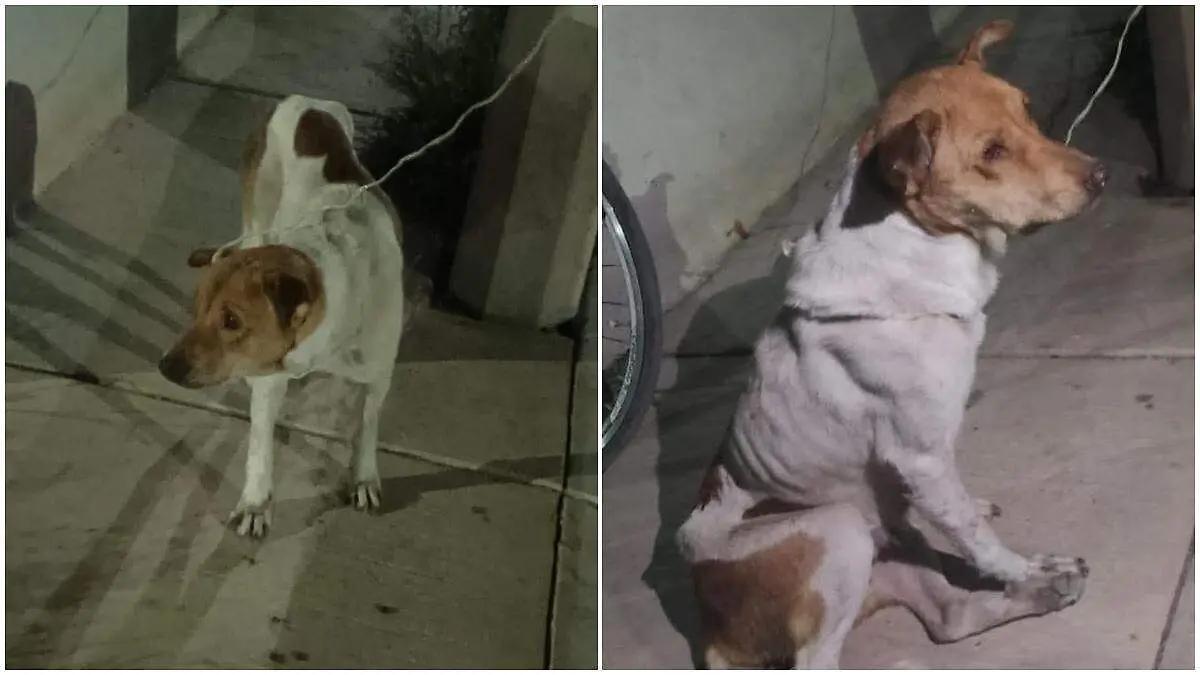 Hallan a Cami, la perrita que fue “desterrada” de la TTP; está muy enferma