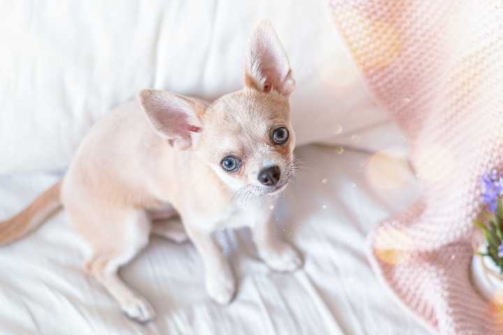11 Moving Signs Your Dog Is Always Watching Over You