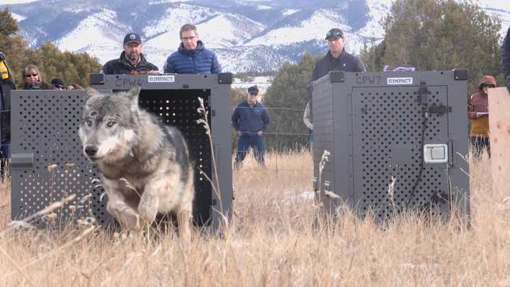 Third Colorado Wolf Wanders Into Wyoming And Dies