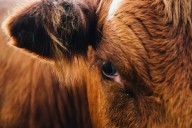 La plaga del gusano barrenador acecha a los humanos