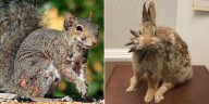 De tentáculos en conejos a verrugas en ardillas: la expansión de los “animales zombis” preocupa a los expertos