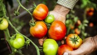 How To Prep Your Tomato Plants For Winter To Keep Them Happy And Productive