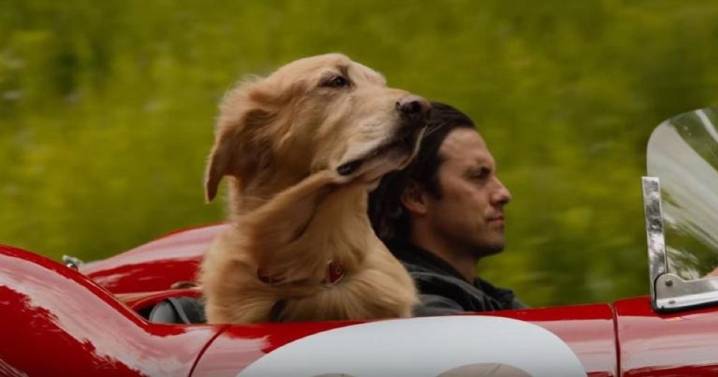 Netflix: cómo es “Mi amigo Enzo”, la conmovedora película que es furor en la plataforma