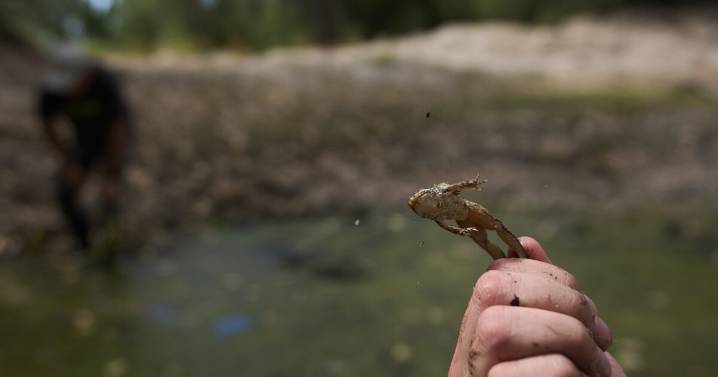 The call of a native frog is heard again in SoCal thanks to help from Mexico and AI