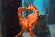 Footage of Rare Moment Female Seahorse Passes Eggs to Mate to Carry and Hatch