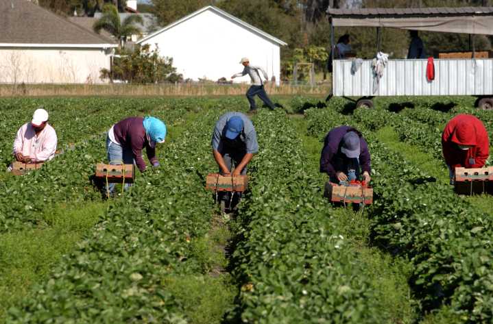 ¿Trabajas en el campo de Carolina del Norte? Conoce tus derechos gratis