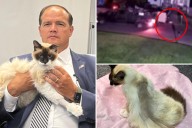 Twisted wacko shoots Coco the Long Island cat, but DA's paws are tied