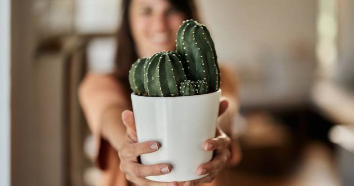 'My neighbour demands I stop using my own wifi - it’s distracting her plants'