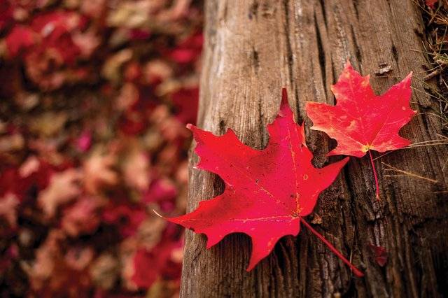 Celebrate fall in Forsyth County at these events