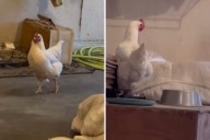 This Chicken Chooses the Family Cat's Bed To Lay Her Eggs Each Morning