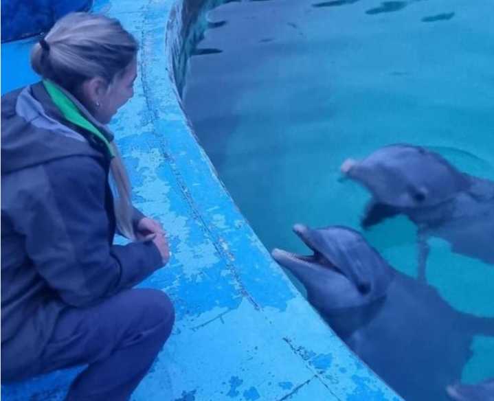 Presentan dos pedidos de informes sobre los animales del Aquarium