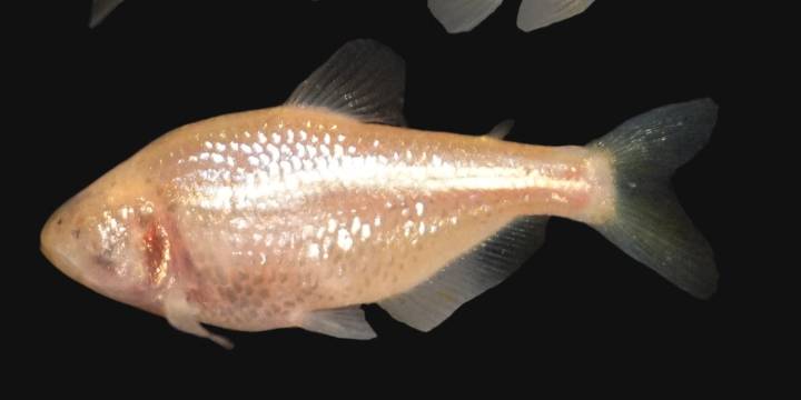La curiosa evolución de un pez ciego: perdió los ojos porque no los necesita y ganó “superpoderes” sensoriales
