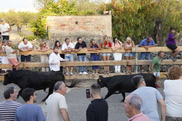 Marta Barrachina defiende en Càlig la tradición de los festejos taurinos como recurso turístico